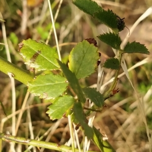 Rosa canina at Fadden, ACT - 20 Feb 2023