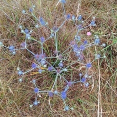 Eryngium ovinum (Blue Devil) at Jerrabomberra, ACT - 29 Jan 2023 by CallumBraeRuralProperty