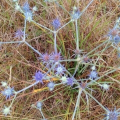 Eryngium ovinum at Jerrabomberra, ACT - 29 Jan 2023