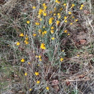 Chrysocephalum apiculatum at Jerrabomberra, ACT - 12 Feb 2023