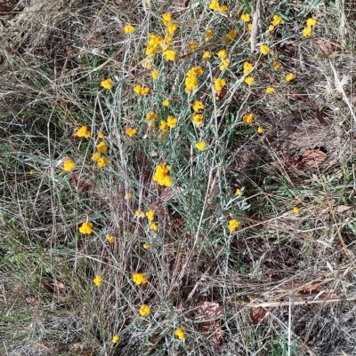 Chrysocephalum apiculatum (Common Everlasting) at Jerrabomberra, ACT - 12 Feb 2023 by CallumBraeRuralProperty