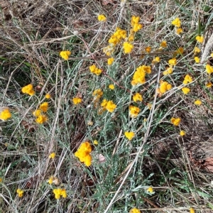 Chrysocephalum apiculatum at Jerrabomberra, ACT - 12 Feb 2023