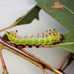 Opodiphthera eucalypti (Emperor Gum Moth) at Mount Painter - 26 Jan 2023 by CathB