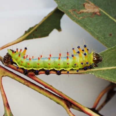 Opodiphthera eucalypti (Emperor Gum Moth) at Mount Painter - 26 Jan 2023 by CathB