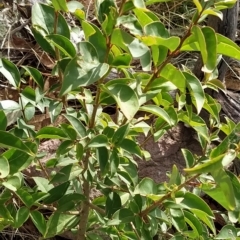 Ligustrum lucidum (Large-leaved Privet) at Fadden, ACT - 20 Feb 2023 by KumikoCallaway