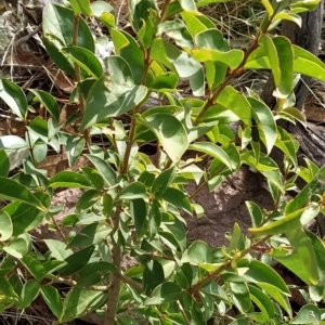 Ligustrum lucidum at Fadden, ACT - 20 Feb 2023