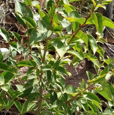 Ligustrum lucidum (Large-leaved Privet) at Fadden, ACT - 20 Feb 2023 by KumikoCallaway