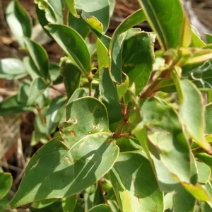 Ligustrum lucidum at Fadden, ACT - 20 Feb 2023