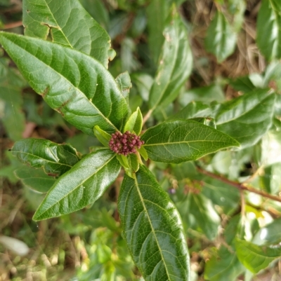 Viburnum tinus (Laurustinus) at Wanniassa Hill - 19 Feb 2023 by KumikoCallaway