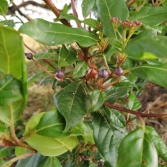 Viburnum tinus at Fadden, ACT - 20 Feb 2023 08:27 AM