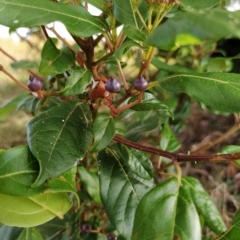 Viburnum tinus at Fadden, ACT - 20 Feb 2023