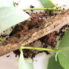 Opodiphthera eucalypti (Emperor Gum Moth) at Mount Painter - 14 Feb 2023 by CathB