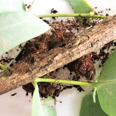 Opodiphthera eucalypti (Emperor Gum Moth) at Mount Painter - 14 Feb 2023 by CathB