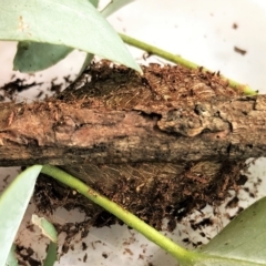 Opodiphthera eucalypti at Cook, ACT - 14 Feb 2023