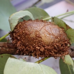 Opodiphthera eucalypti at Cook, ACT - 14 Feb 2023