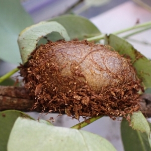 Opodiphthera eucalypti at Cook, ACT - suppressed