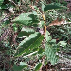 Prunus sp. (A Plum) at Fadden, ACT - 19 Feb 2023 by KumikoCallaway