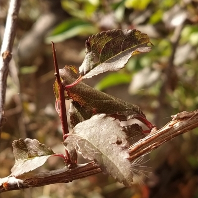 Prunus cerasifera (Cherry Plum) at Wanniassa Hill - 19 Feb 2023 by KumikoCallaway