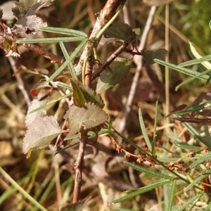 Prunus cerasifera at Fadden, ACT - 20 Feb 2023