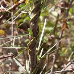 Prunus cerasifera at Fadden, ACT - 20 Feb 2023