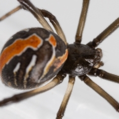 Latrodectus hasselti (Redback Spider) at QPRC LGA - 20 Feb 2023 by MarkT