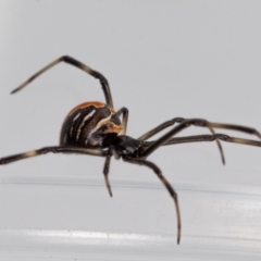 Latrodectus hasselti at Jerrabomberra, NSW - 20 Feb 2023