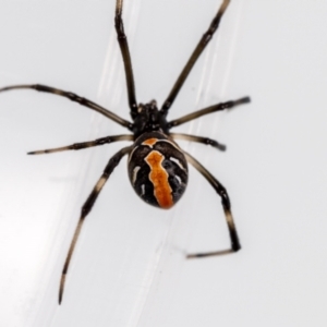 Latrodectus hasselti at Jerrabomberra, NSW - 20 Feb 2023