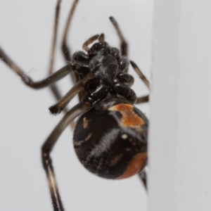 Latrodectus hasselti at Jerrabomberra, NSW - 20 Feb 2023