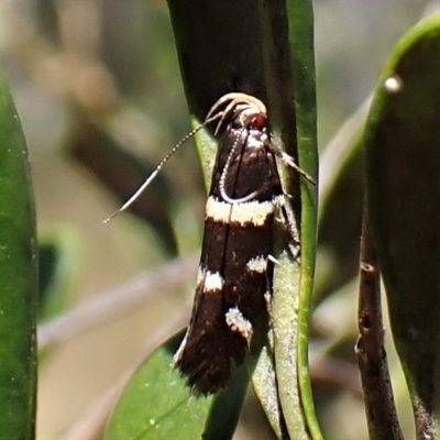 Macrobathra (genus) (A cosmet moth) at Mount Painter - 19 Feb 2023 by CathB
