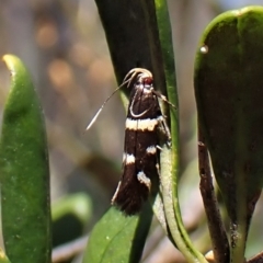 Macrobathra (genus) at Cook, ACT - 19 Feb 2023 02:45 PM