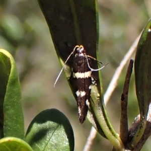 Macrobathra (genus) at Cook, ACT - 19 Feb 2023 02:45 PM