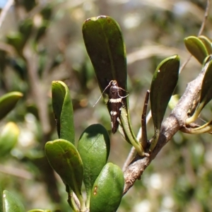 Macrobathra (genus) at Cook, ACT - 19 Feb 2023 02:45 PM