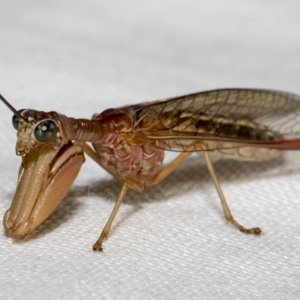 Mantispidae (family) at Higgins, ACT - 30 Jan 2023