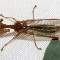 Mantispidae (family) at Higgins, ACT - 30 Jan 2023