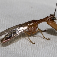 Mantispidae (family) at Higgins, ACT - 30 Jan 2023 01:33 PM