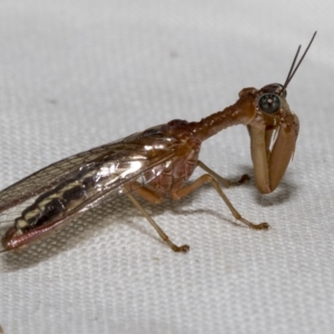 Mantispidae (family) at Higgins, ACT - 30 Jan 2023