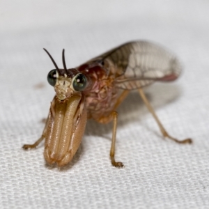 Mantispidae (family) at Higgins, ACT - 30 Jan 2023