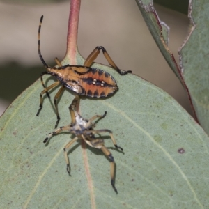 Amorbus alternatus at Molonglo Valley, ACT - 31 Jan 2023