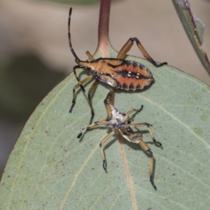 Amorbus alternatus at Molonglo Valley, ACT - 31 Jan 2023