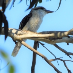 Dacelo novaeguineae (Laughing Kookaburra) at Symonston, ACT - 20 Feb 2023 by CallumBraeRuralProperty