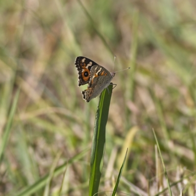 Junonia villida (Meadow Argus) at Dunlop, ACT - 19 Feb 2023 by MichaelWenke