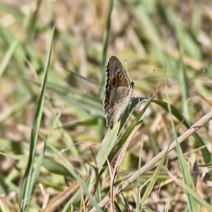 Junonia villida at Dunlop, ACT - 19 Feb 2023 04:25 PM