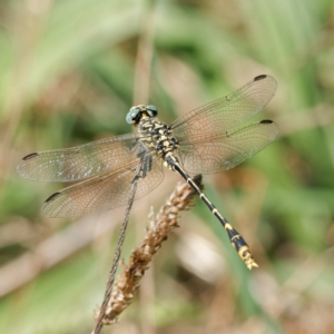 Austrogomphus australis at Stromlo, ACT - 20 Feb 2023