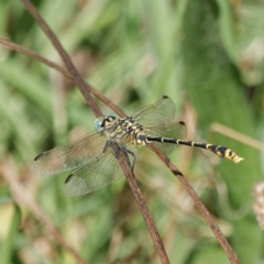 Austrogomphus australis at Stromlo, ACT - 20 Feb 2023