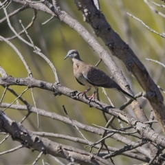 Spilopelia chinensis (Spotted Dove) at Dunlop, ACT - 19 Feb 2023 by Trevor