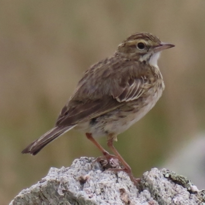 Anthus australis (Australian Pipit) at Mount Clear, ACT - 12 Feb 2023 by RobParnell