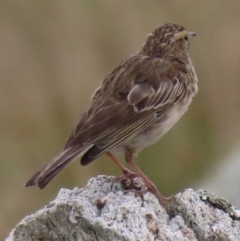 Anthus australis at Mount Clear, ACT - 12 Feb 2023