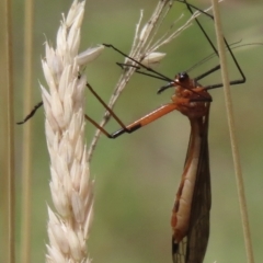 Harpobittacus (genus) (Hangingfly) at Mount Clear, ACT - 12 Feb 2023 by RobParnell