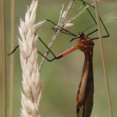 Harpobittacus sp. (genus) (Hangingfly) at Mount Clear, ACT - 12 Feb 2023 by RobParnell