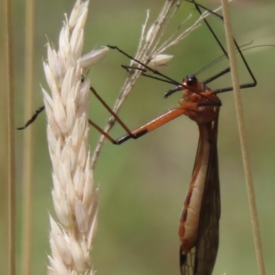 Harpobittacus (genus) (Hangingfly) at Mount Clear, ACT - 12 Feb 2023 by RobParnell